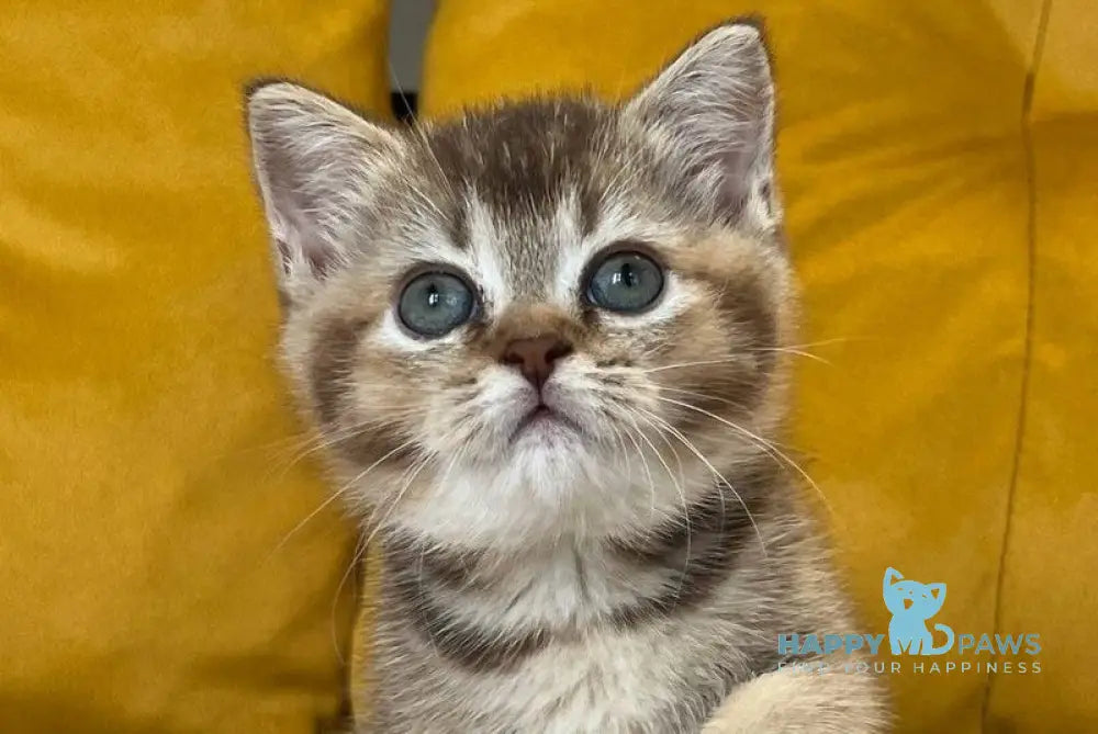 Nike Scottish Straight male chocolate ticked tabby live animals