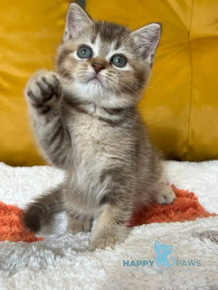 Nike Scottish Straight male chocolate ticked tabby live animals