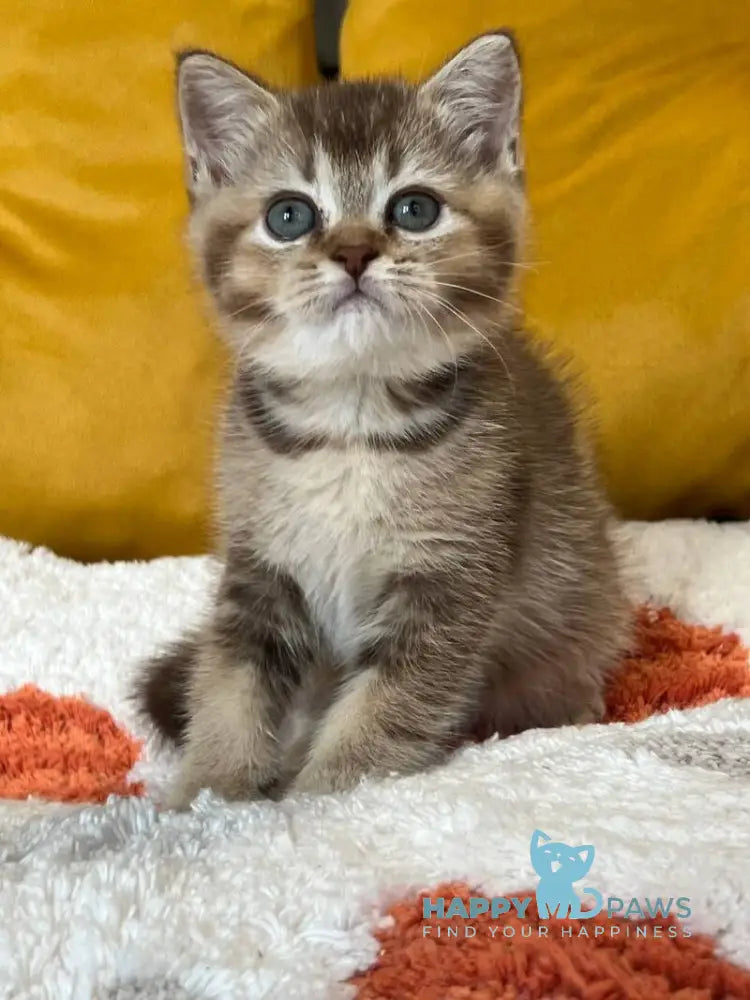 Nike Scottish Straight male chocolate ticked tabby live animals