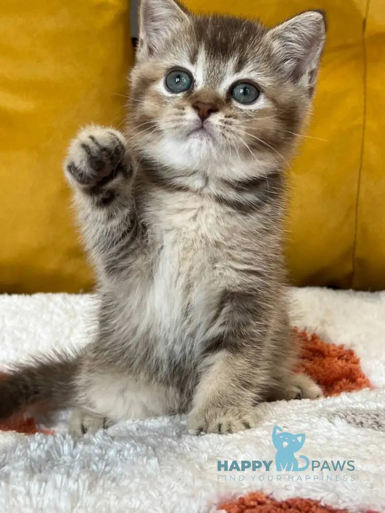 Nike Scottish Straight male chocolate ticked tabby live animals