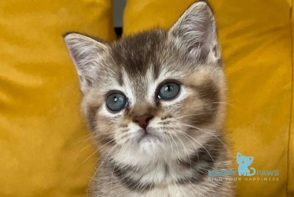 Nike Scottish Straight male chocolate ticked tabby live animals