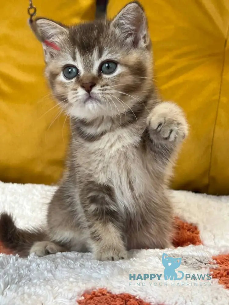 Nike Scottish Straight male chocolate ticked tabby live animals