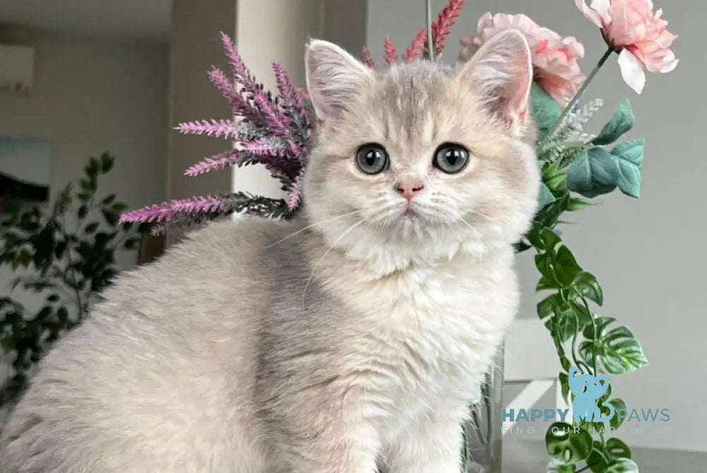 Niki Scottish Straight female blue golden shaded live animals