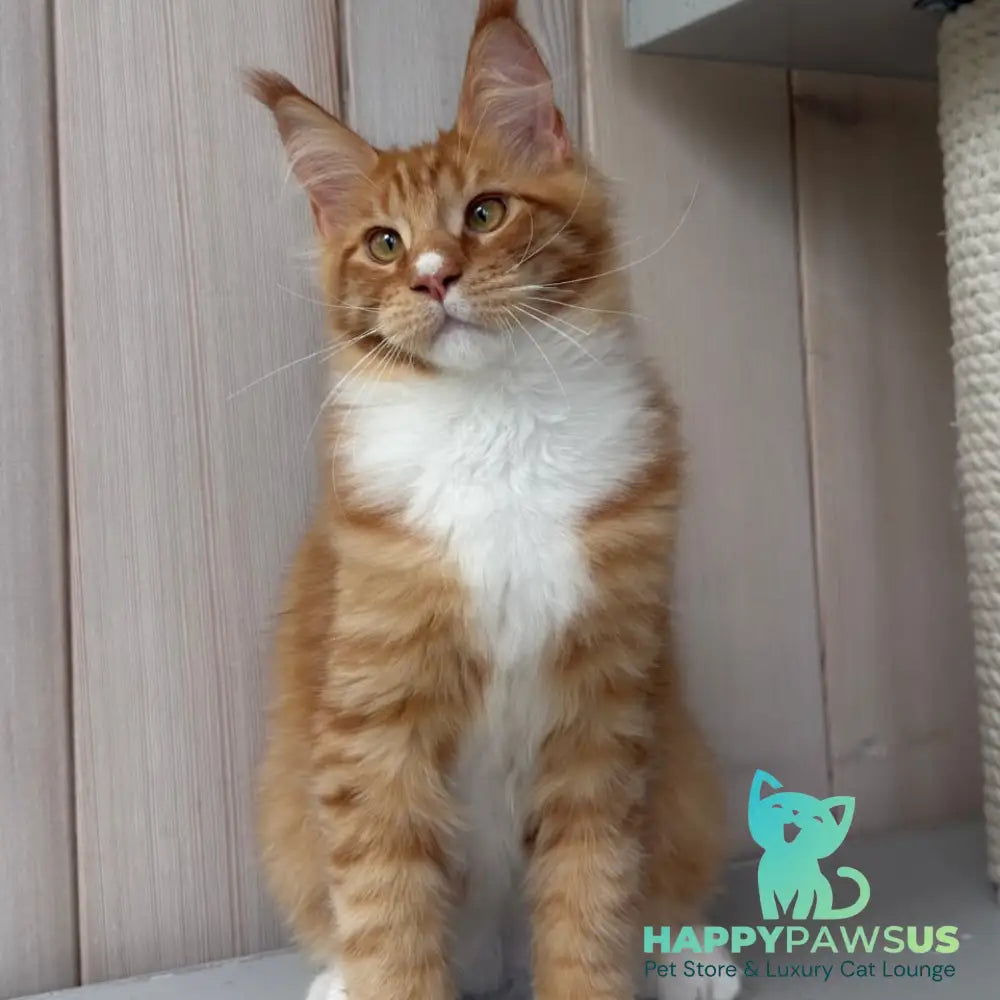 Niki Maine Coon male red spotted tabby bicolour - live animals