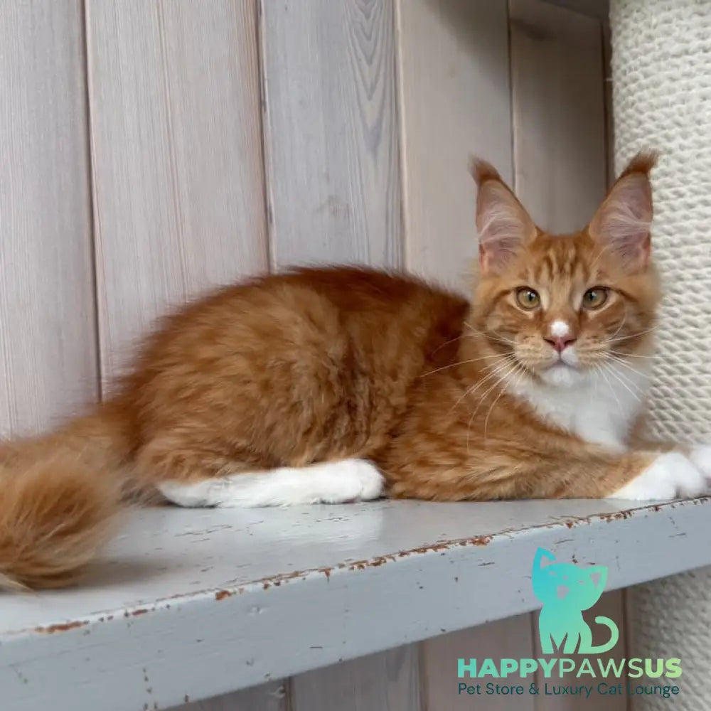 Niki Maine Coon male red spotted tabby bicolour - live animals