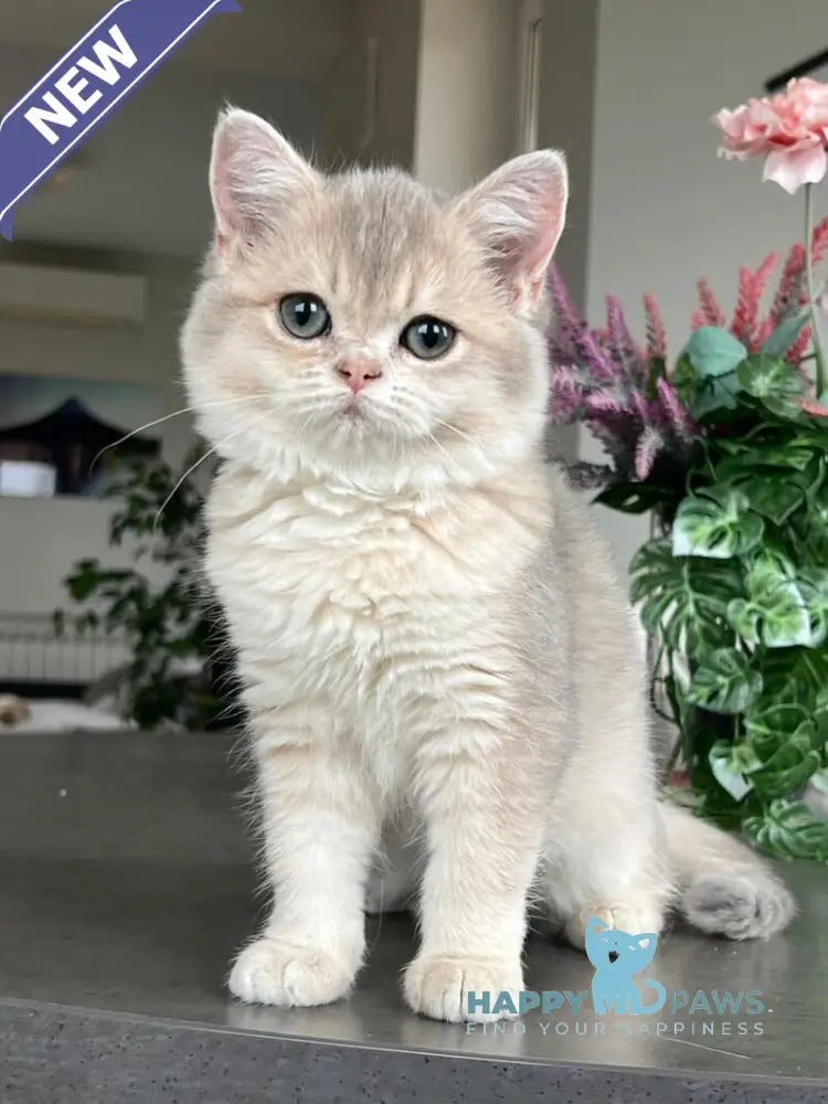 Niki Scottish Straight female blue golden shaded live animals