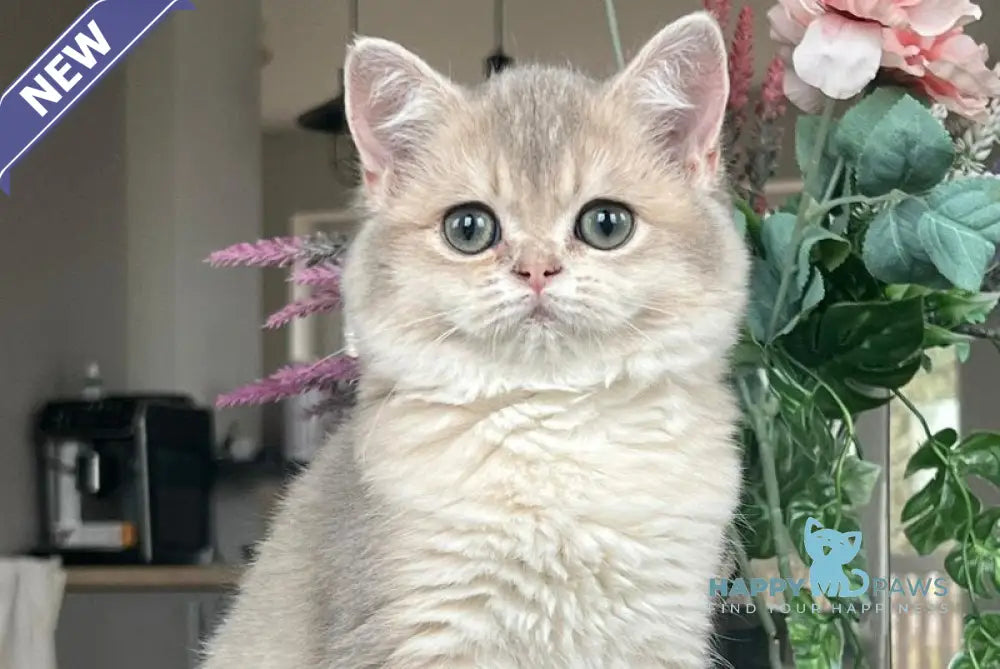 Niki Scottish Straight female blue golden shaded live animals