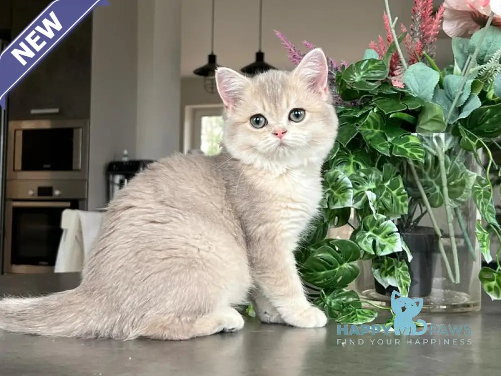 Niki Scottish Straight female blue golden shaded live animals