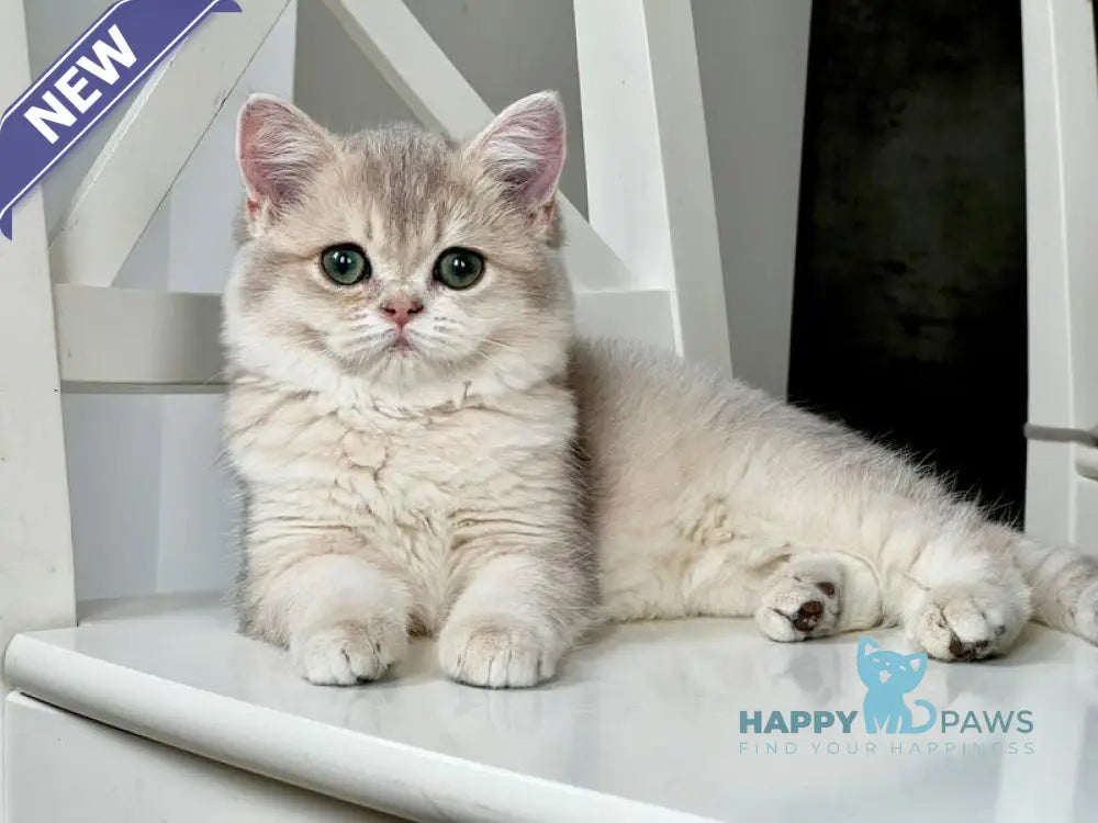 Niki Scottish Straight female blue golden shaded live animals