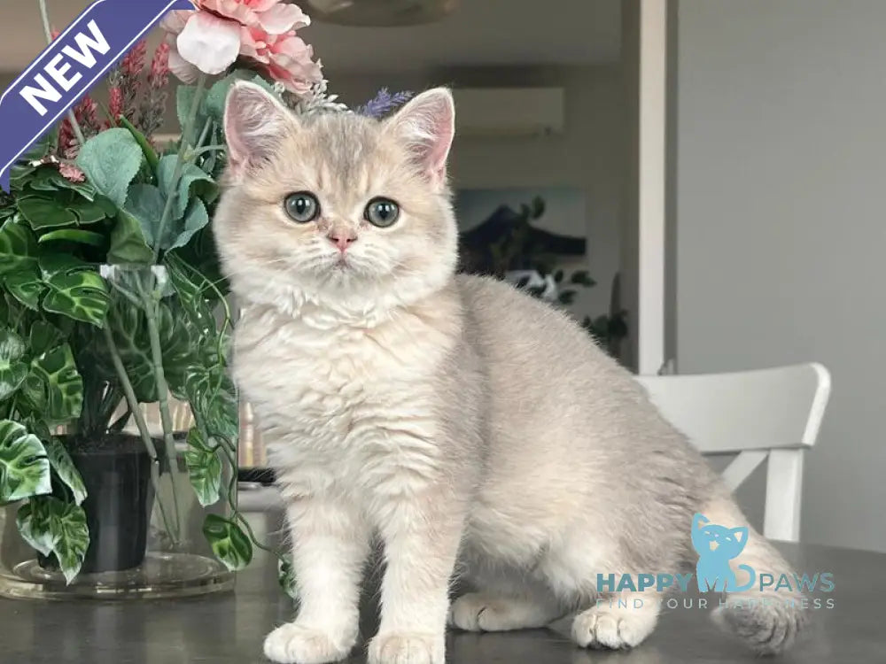 Niki Scottish Straight female blue golden shaded live animals