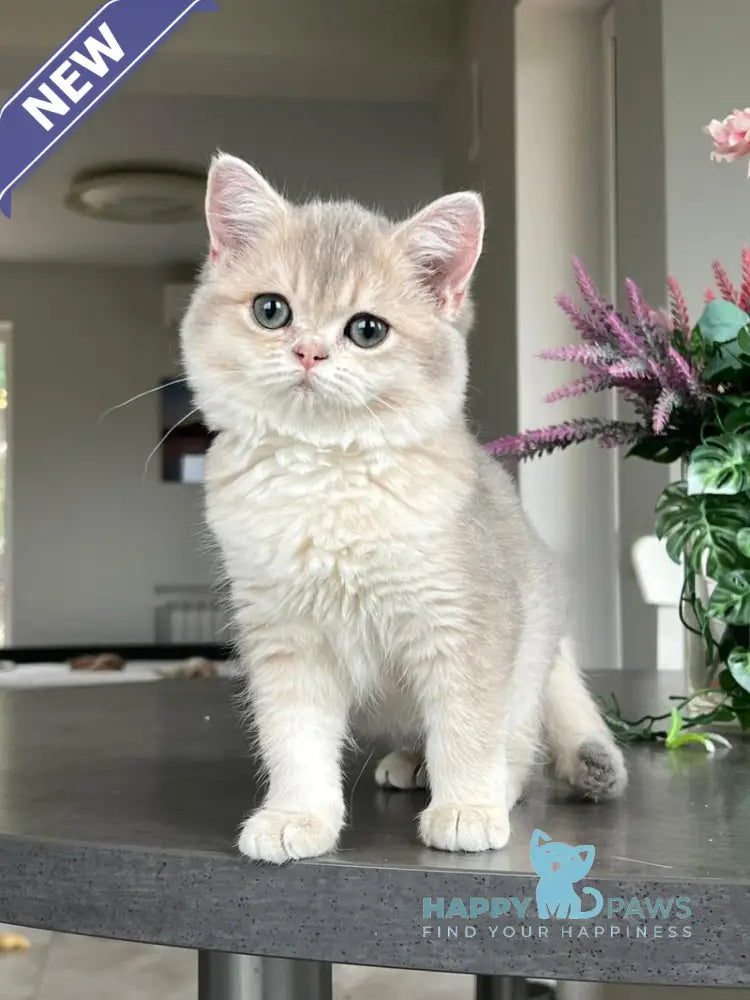 Niki Scottish Straight female blue golden shaded live animals