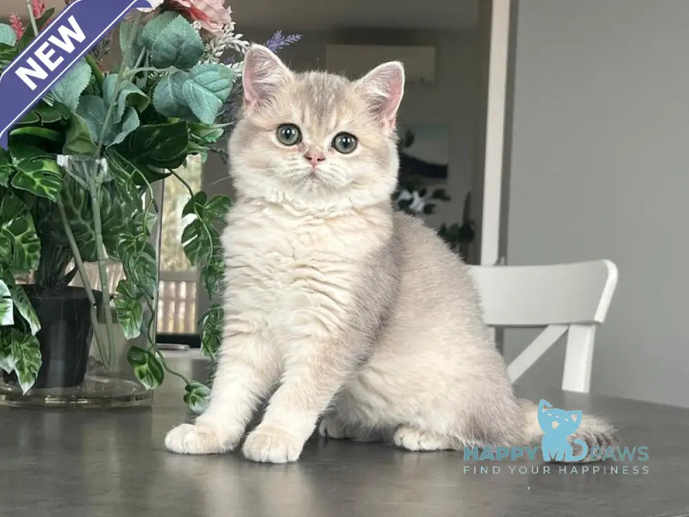 Niki Scottish Straight female blue golden shaded live animals