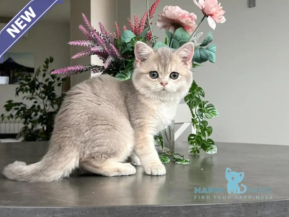 Niki Scottish Straight female blue golden shaded live animals