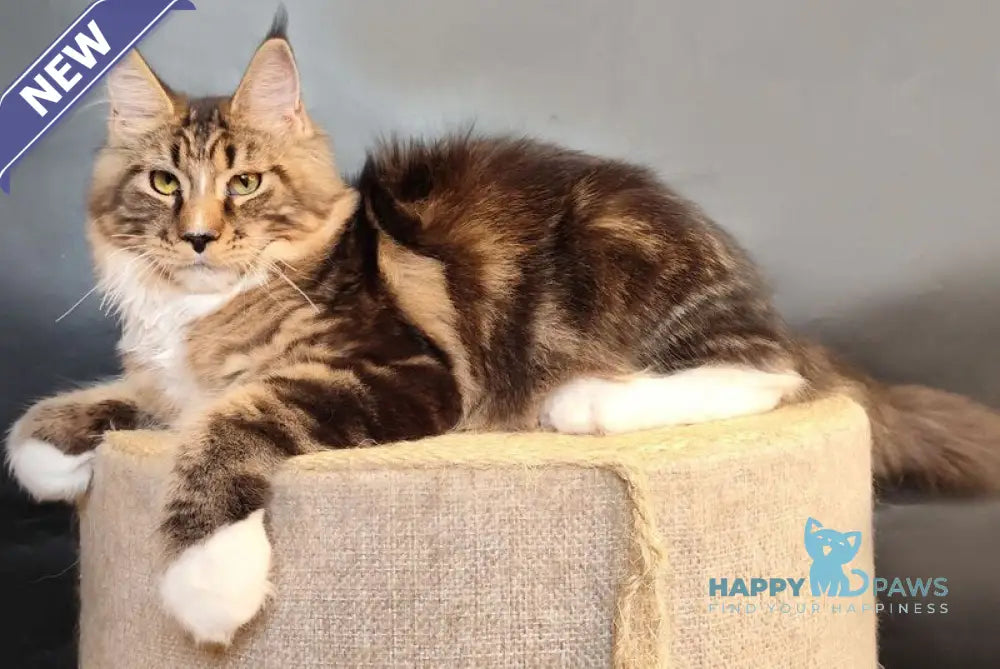 Nikita Maine Coon female black tabby bicolour live animals