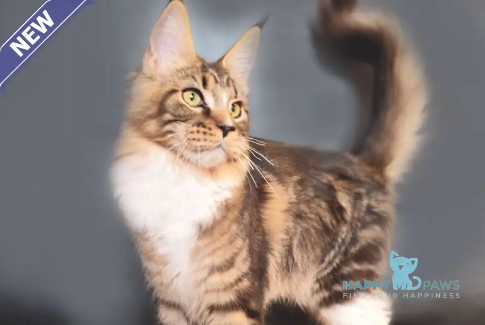 Nikita Maine Coon female black tabby bicolour live animals