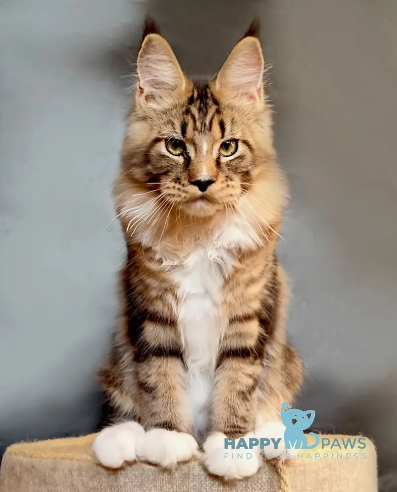 Nikita Maine Coon female black tabby bicolour live animals