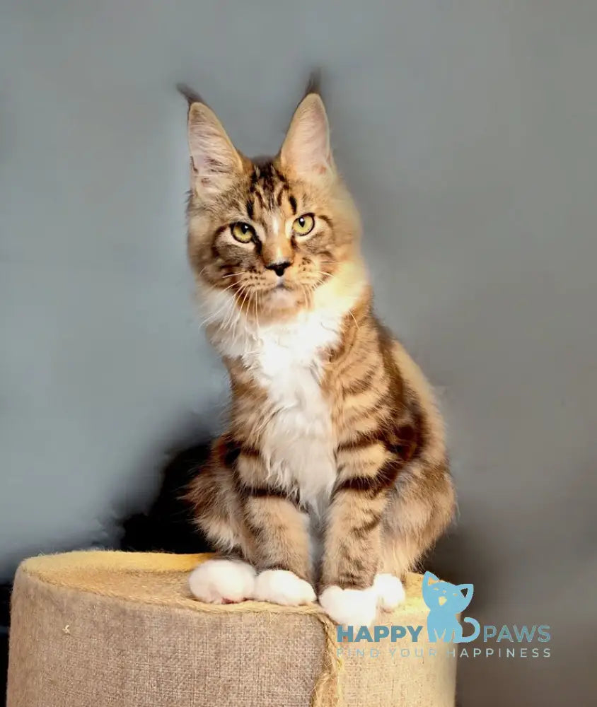 Nikita Maine Coon female black tabby bicolour live animals