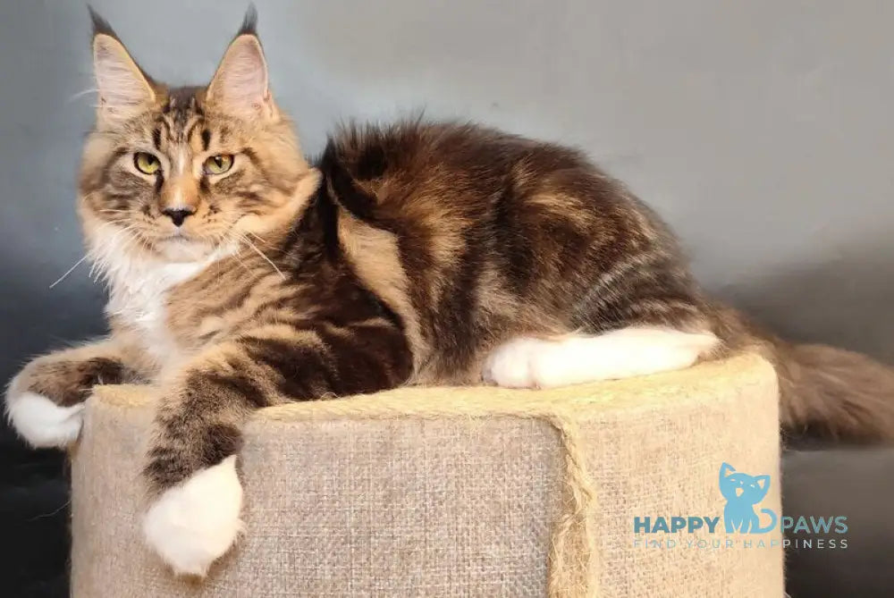 Nikita Maine Coon female black tabby bicolour live animals