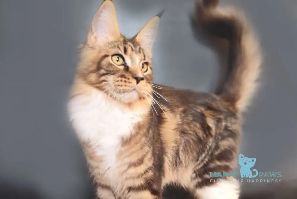 Nikita Maine Coon female black tabby bicolour live animals