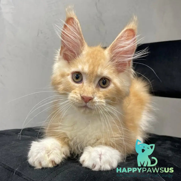 Nikita Maine Coon male red silver with white - live animals
