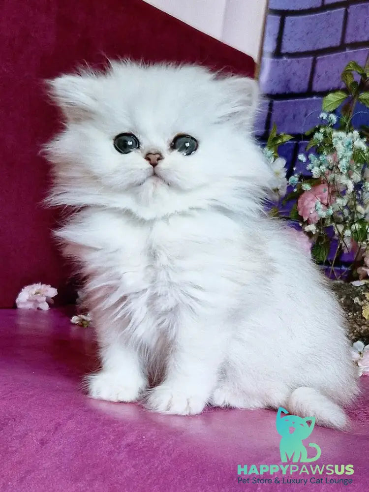 Nikki British Longhair female black silver shaded - live animals