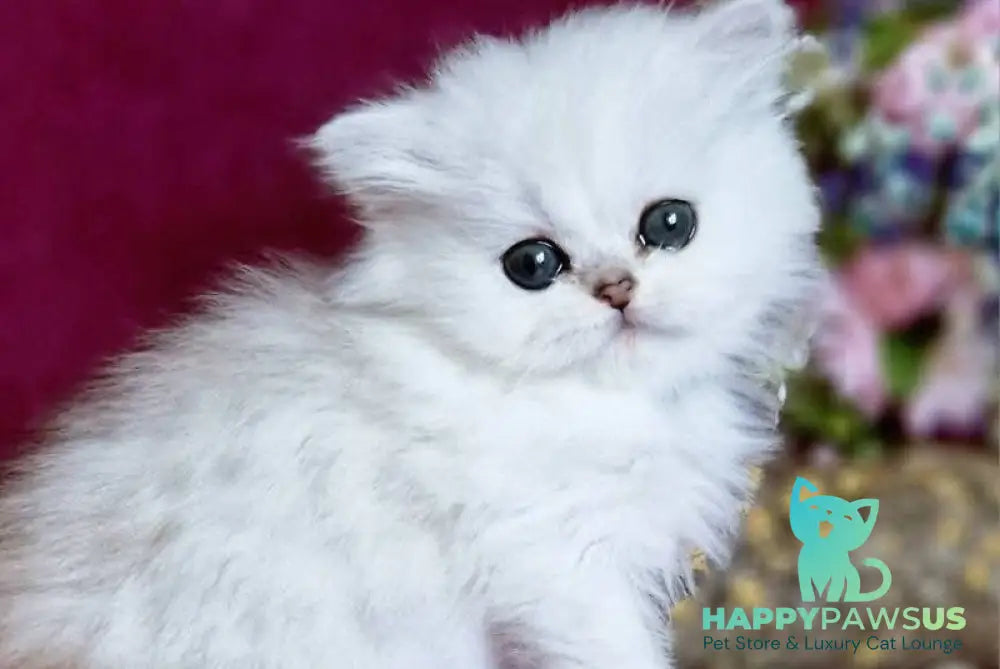 Nikki British Longhair female black silver shaded - live animals