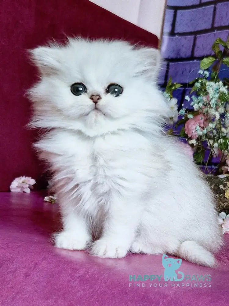 Nikki British Longhair female black silver shaded - live animals