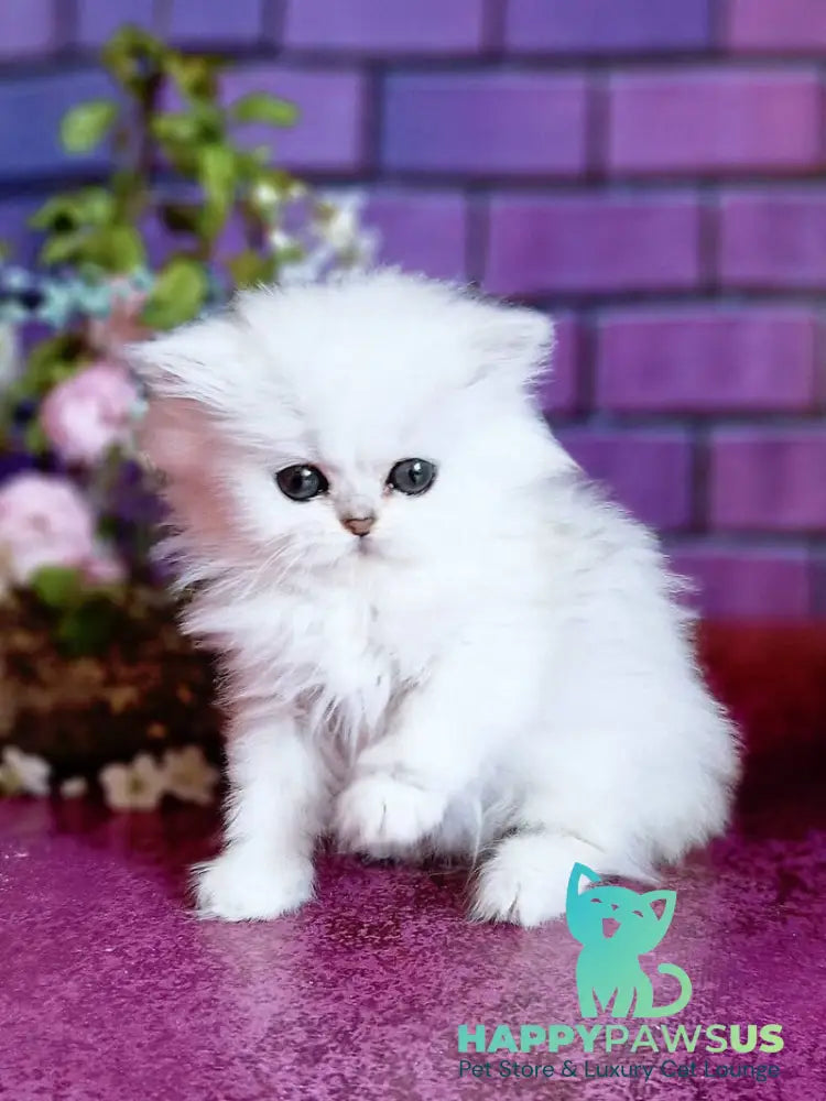 Nikki British Longhair female black silver shaded - live animals
