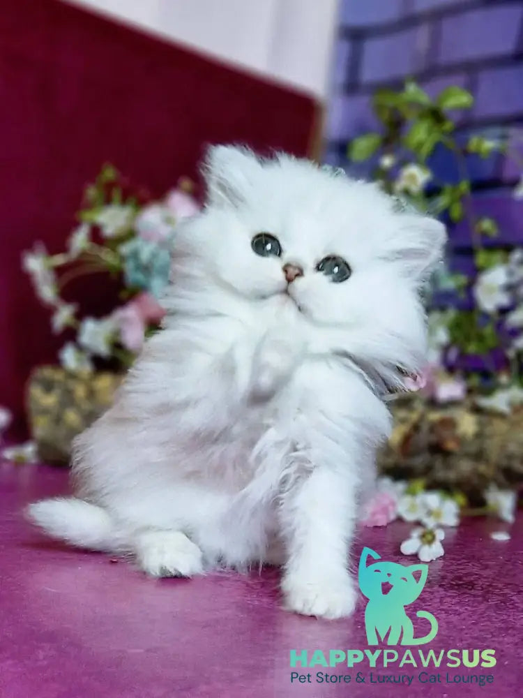 Nikki British Longhair female black silver shaded - live animals