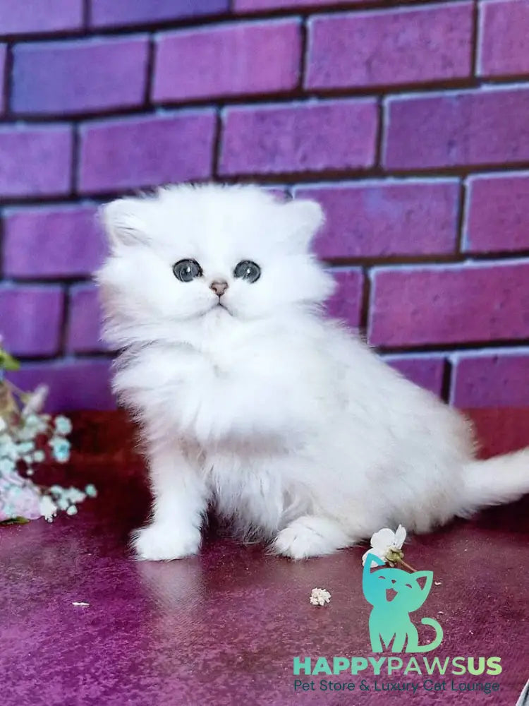 Nikki British Longhair female black silver shaded - live animals