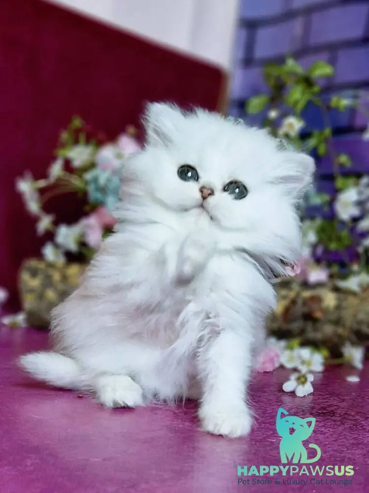 Nikki British Longhair female black silver shaded - live animals