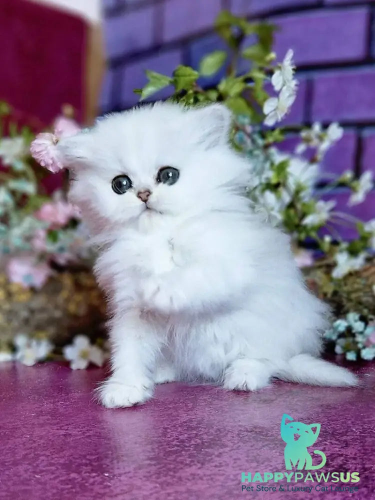 Nikki British Longhair female black silver shaded - live animals