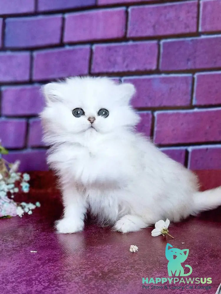 Nikki British Longhair female black silver shaded - live animals