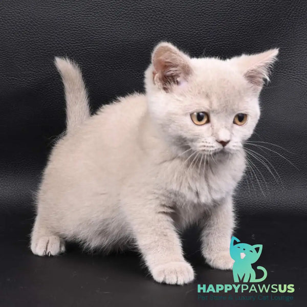 Nikki British Shorthair female fawn - live animals