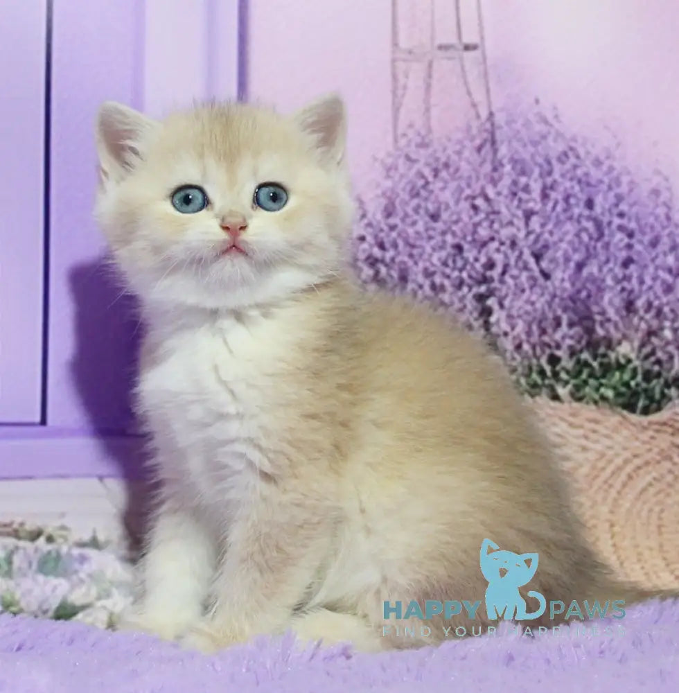 Nikki British Shorthair male blue golden chinchilla live animals