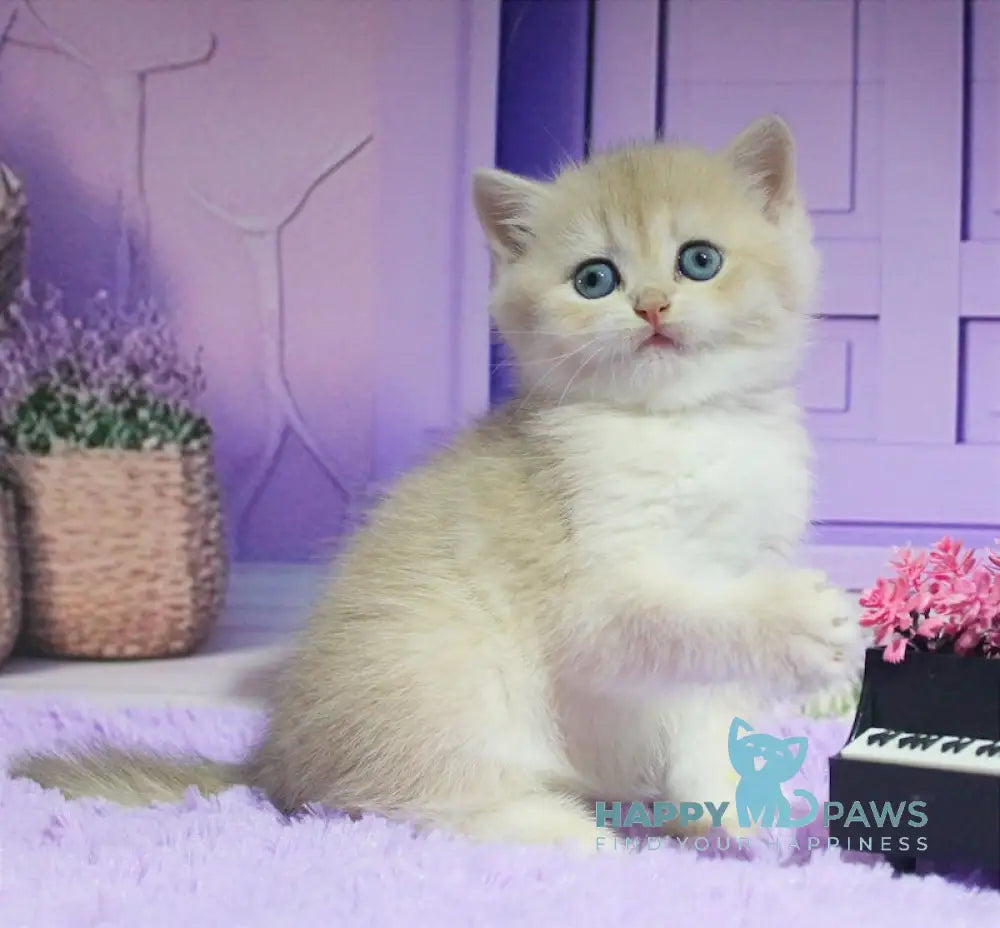 Nikki British Shorthair male blue golden chinchilla live animals