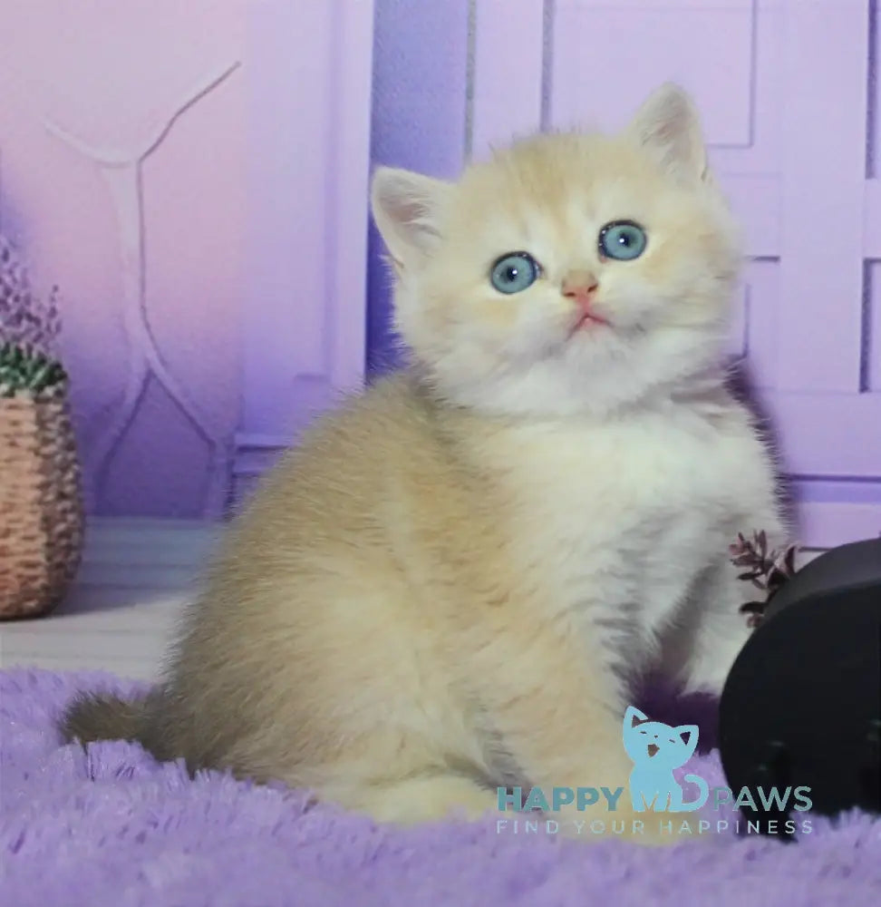 Nikki British Shorthair male blue golden chinchilla live animals