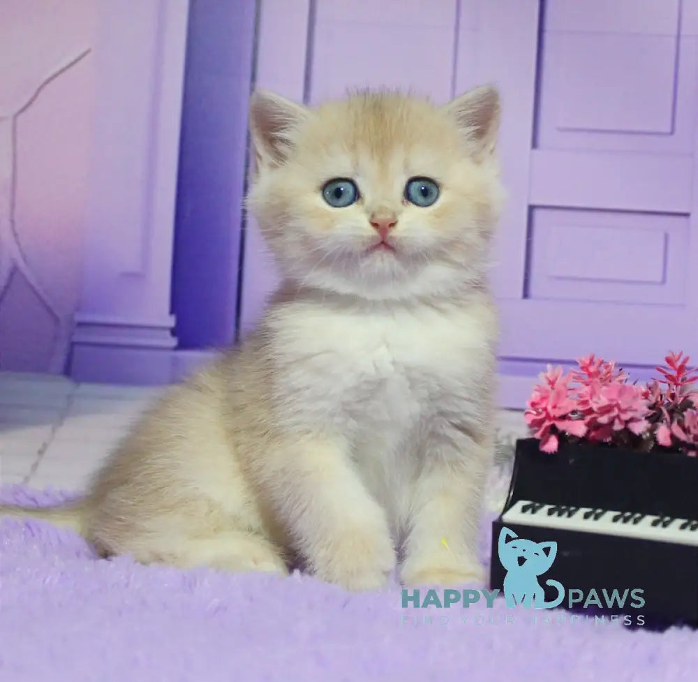 Nikki British Shorthair male blue golden chinchilla live animals