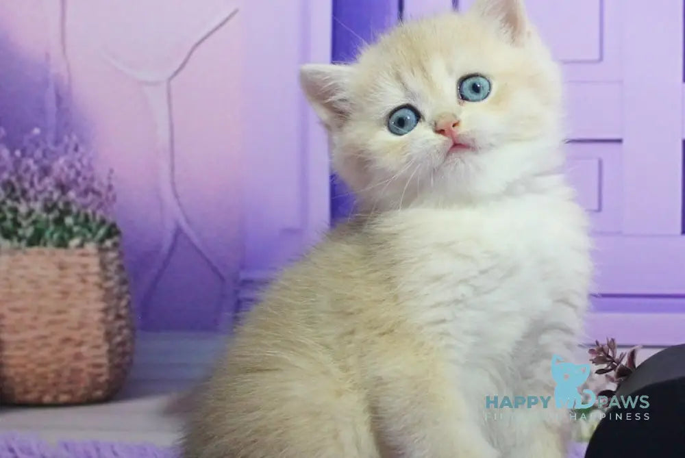 Nikki British Shorthair male blue golden chinchilla live animals