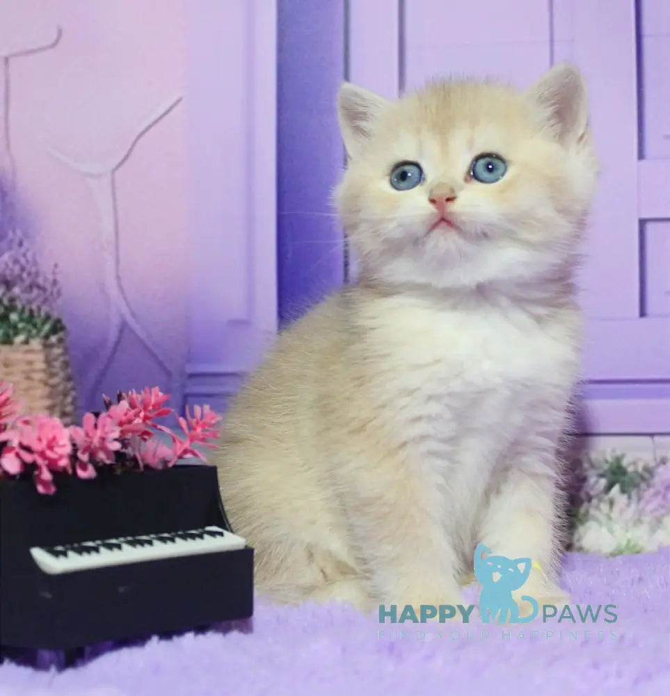 Nikki British Shorthair male blue golden chinchilla live animals