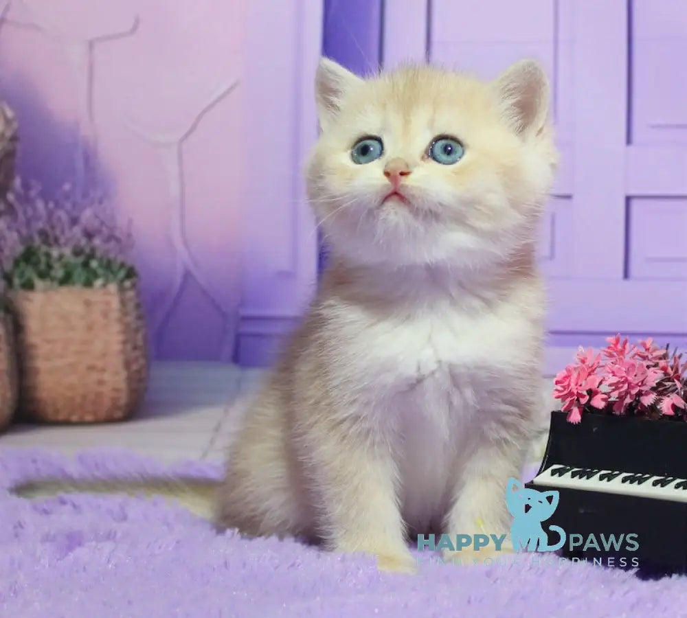 Nikki British Shorthair male blue golden chinchilla live animals