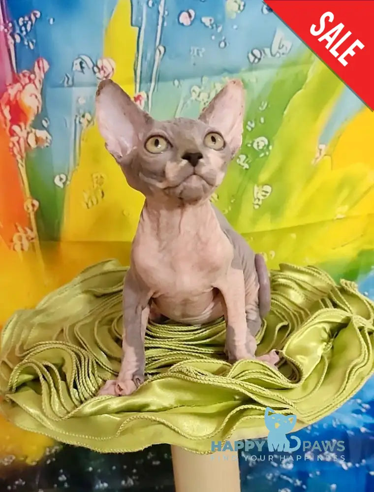 Nikki Canadian Sphynx female blue bicolour live animals
