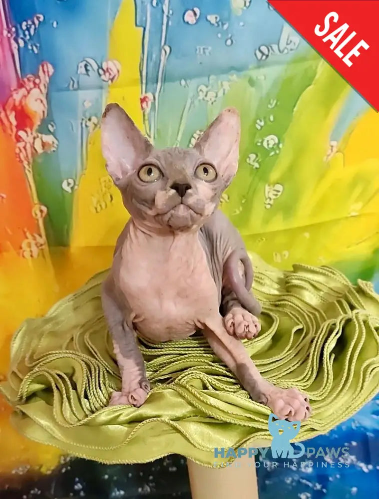 Nikki Canadian Sphynx female blue bicolour live animals