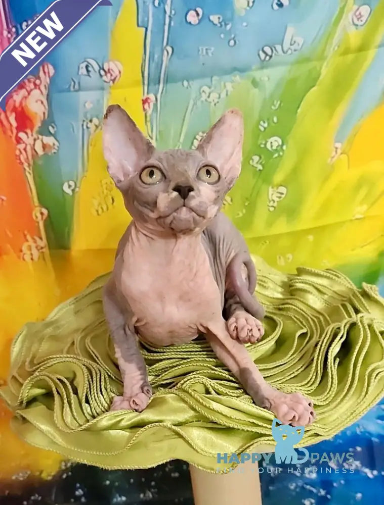 Nikki Canadian Sphynx female blue bicolour live animals