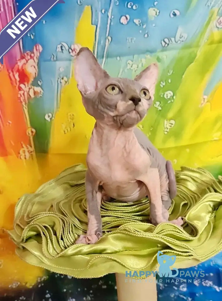 Nikki Canadian Sphynx female blue bicolour live animals
