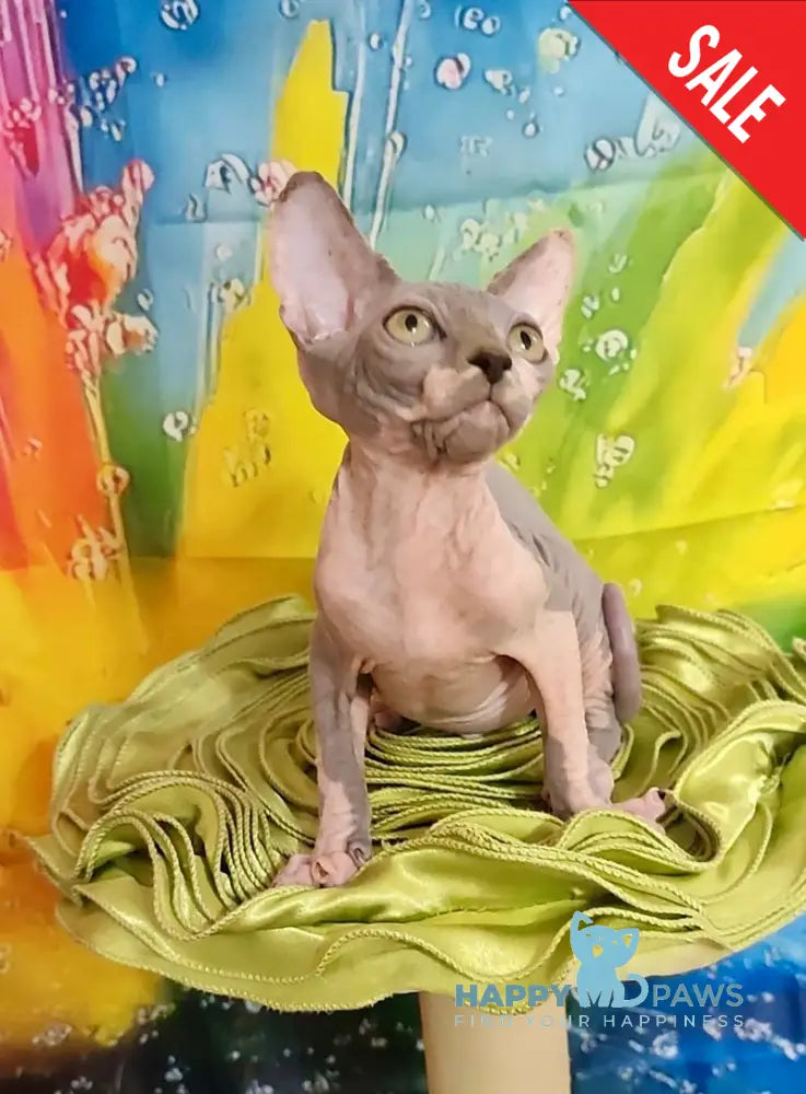 Nikki Canadian Sphynx female blue bicolour live animals