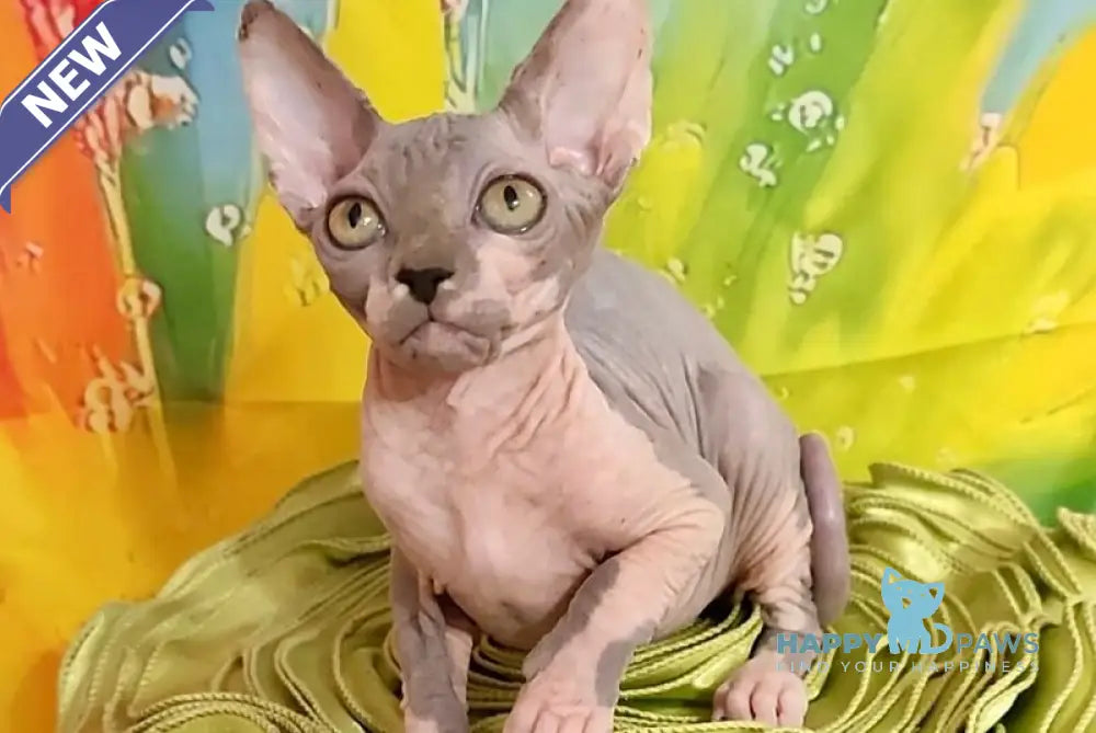 Nikki Canadian Sphynx female blue bicolour live animals