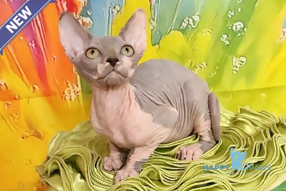 Nikki Canadian Sphynx female blue bicolour live animals