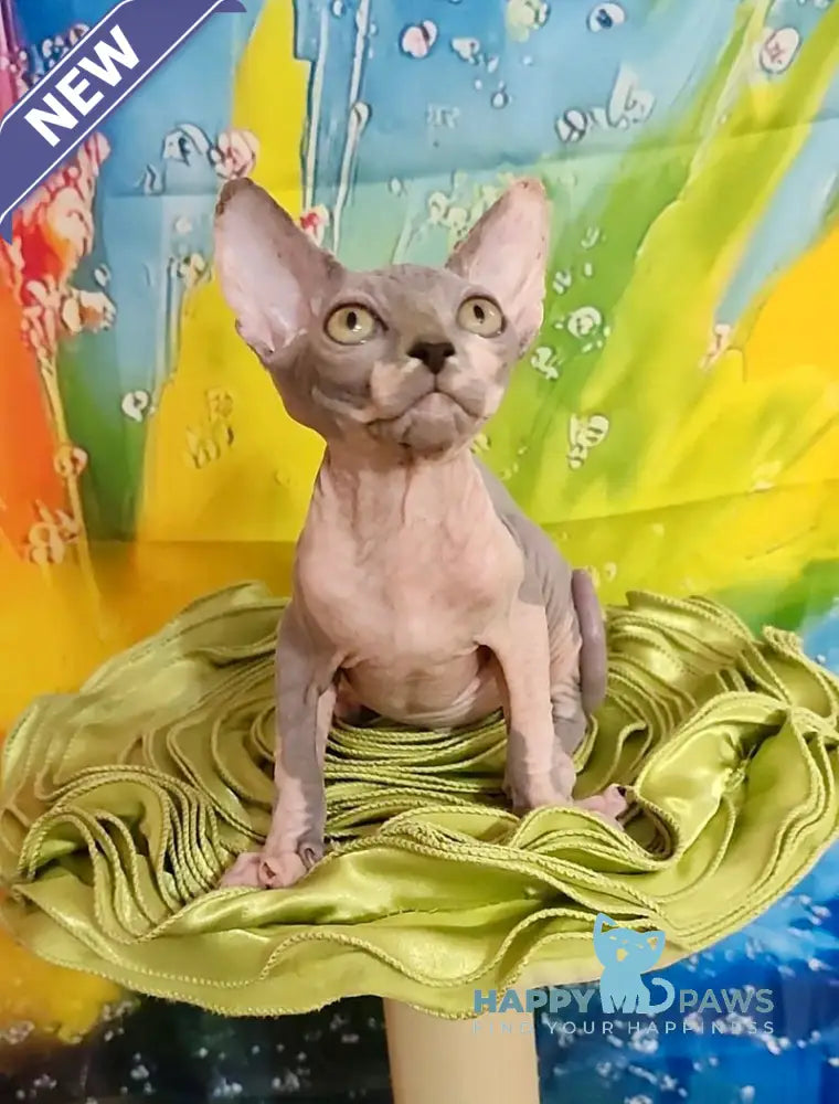 Nikki Canadian Sphynx female blue bicolour live animals