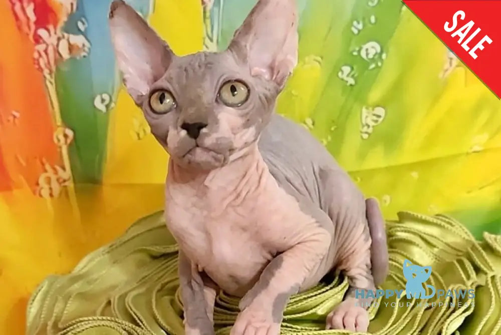 Nikki Canadian Sphynx female blue bicolour live animals